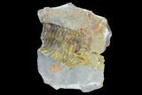 Fossil Calymene Trilobite Nodule - Morocco #100016-1